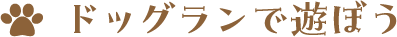 ドッグランで遊ぼう